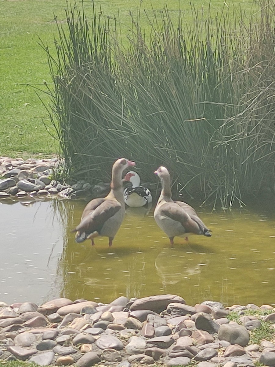 Egyptian Goose - Carlos Herranz