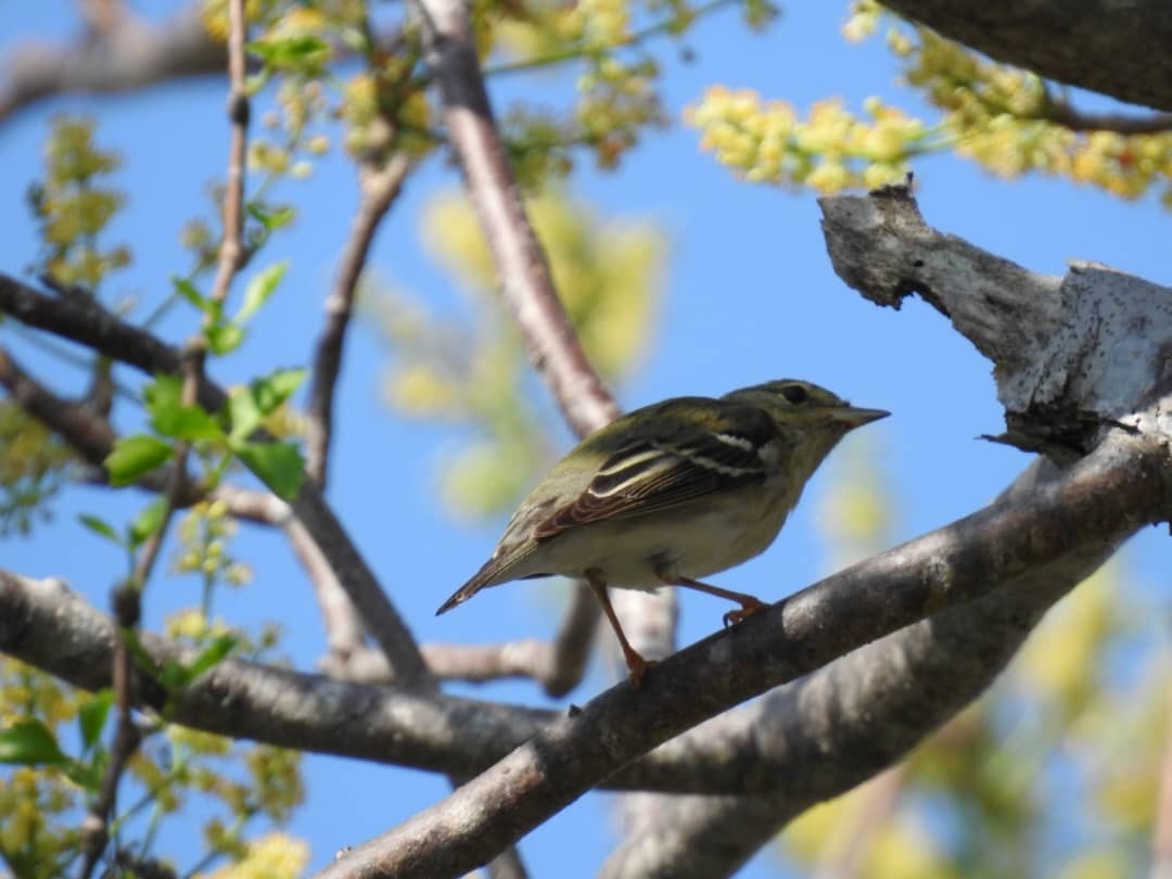 Blackpoll Warbler - Alejandro Espinosa