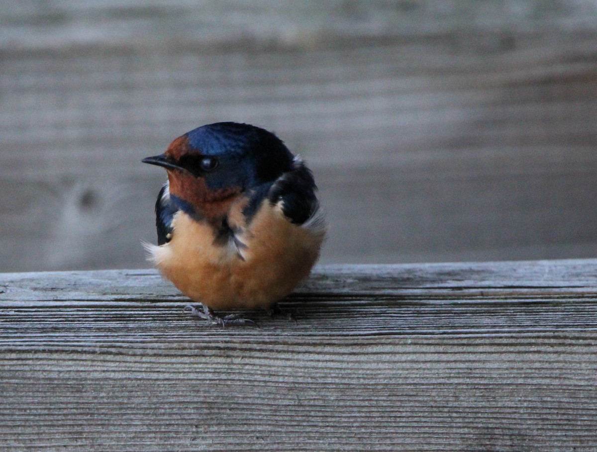 Barn Swallow - John Carey