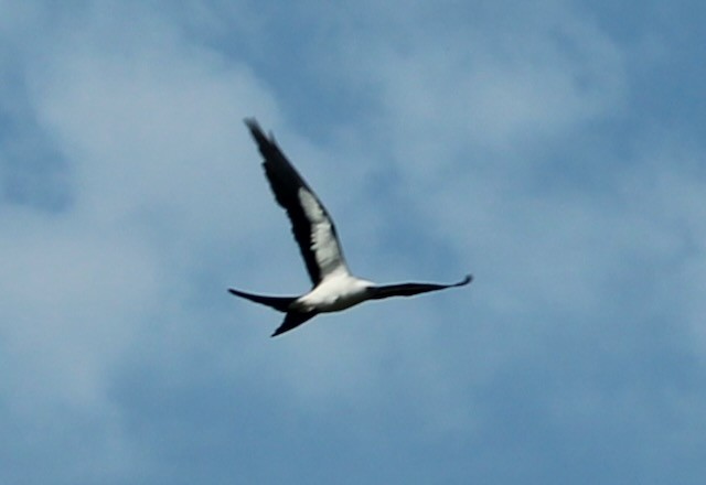 Swallow-tailed Kite - Adele Berthelot
