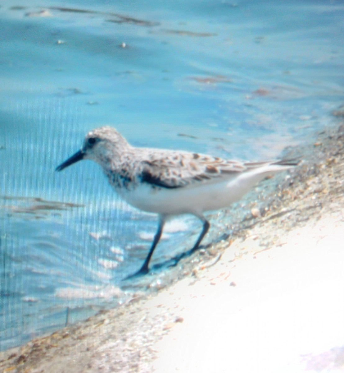 Bécasseau sanderling - ML618886388