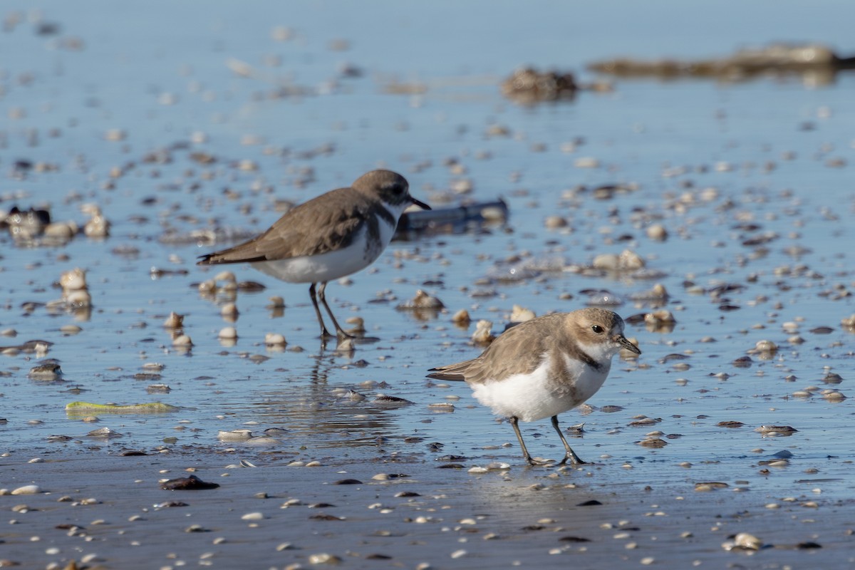 Two-banded Plover - ML618886395