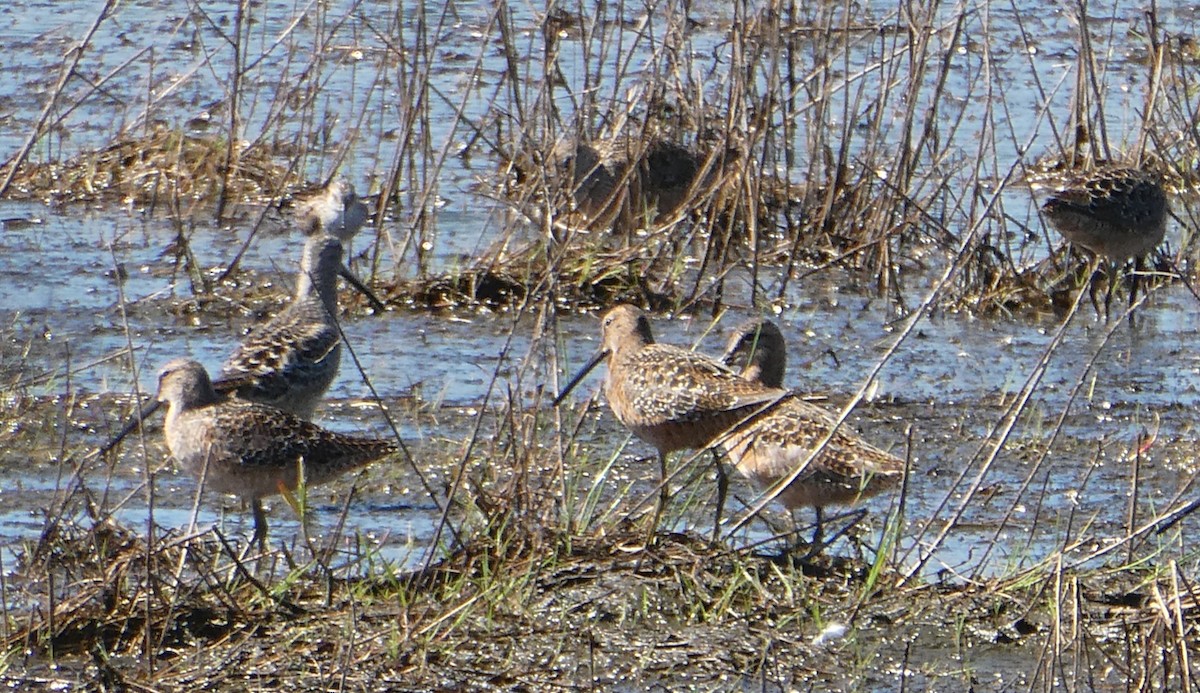 Short-billed/Long-billed Dowitcher - ML618886418