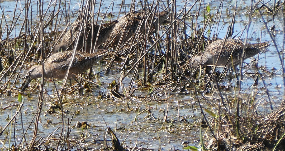 Short-billed/Long-billed Dowitcher - ML618886419