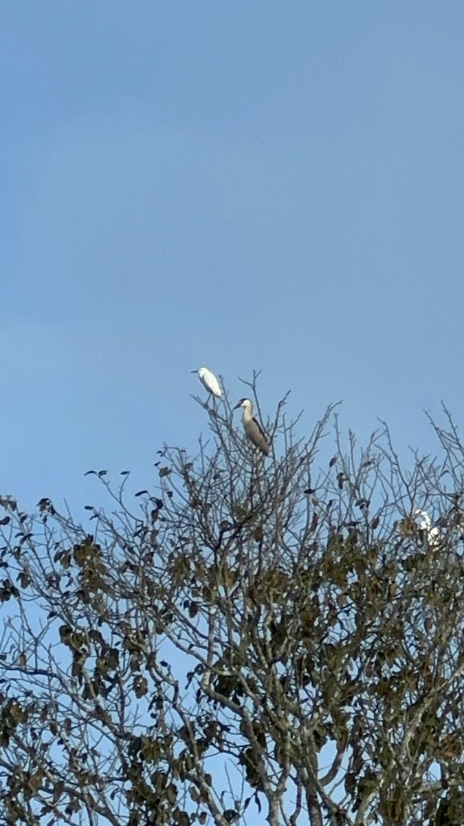 Snowy Egret - Antuanet Bullón moreno