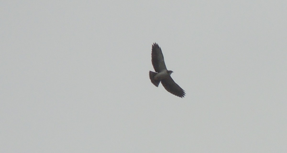 Short-tailed Hawk - Carolina Dávila