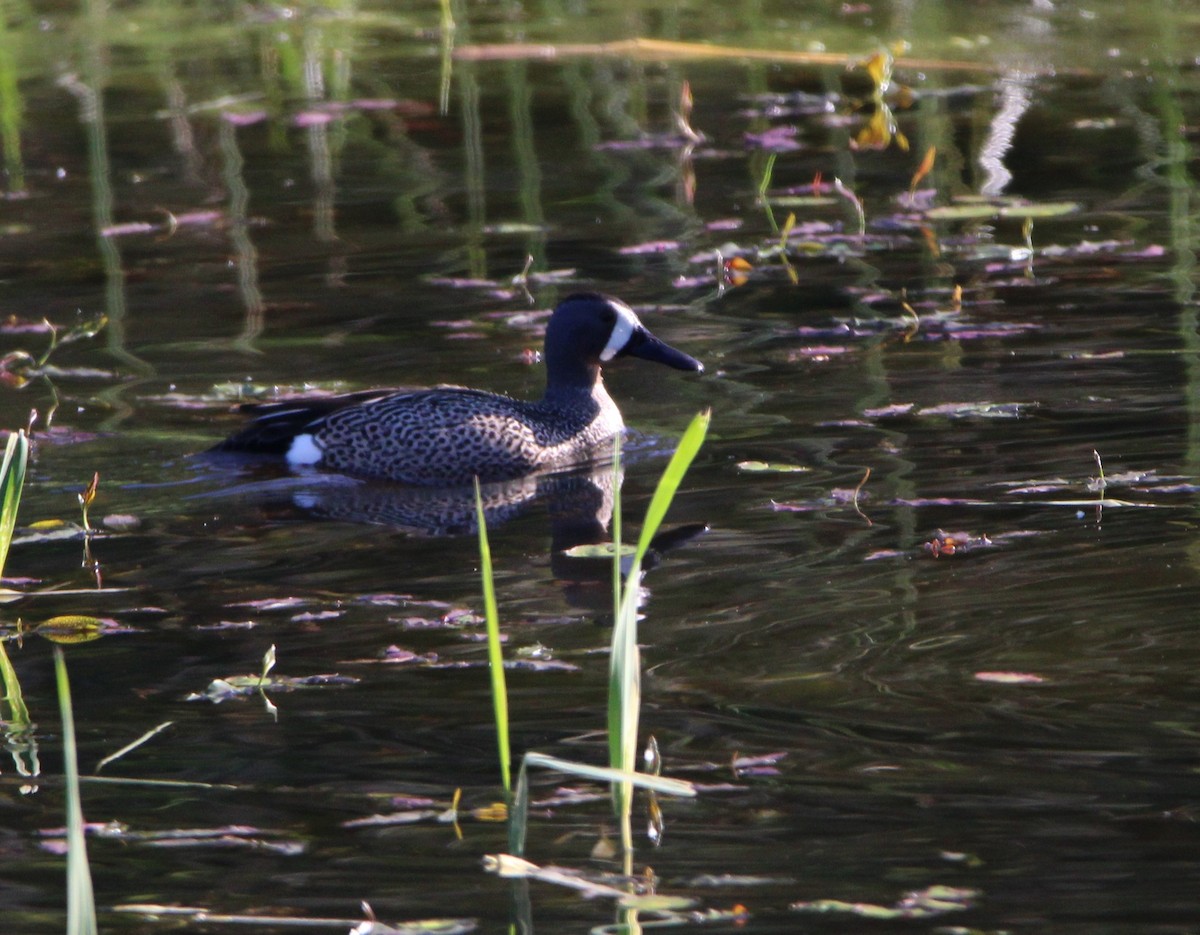 Blue-winged Teal - John Carey