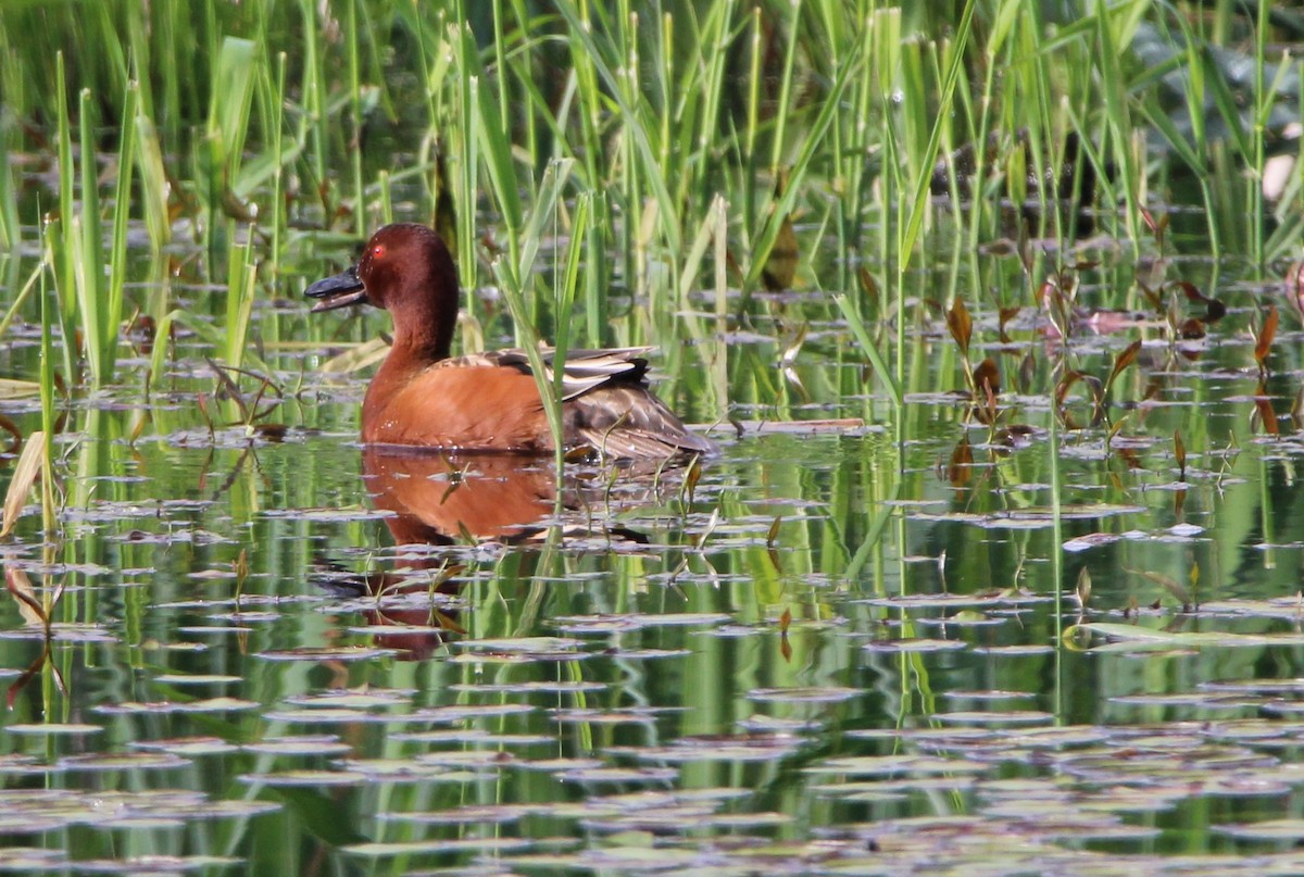 Cinnamon Teal - John Carey