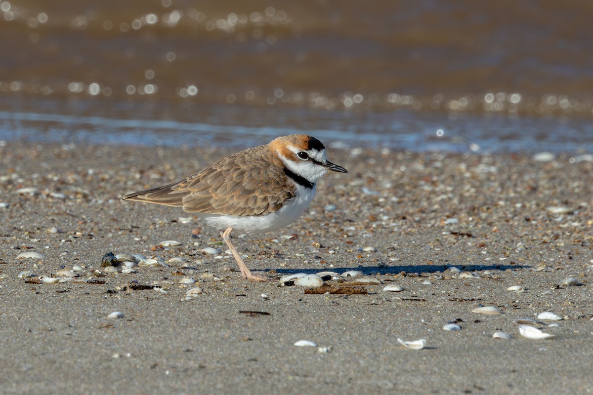 Collared Plover - Gustavo Dallaqua