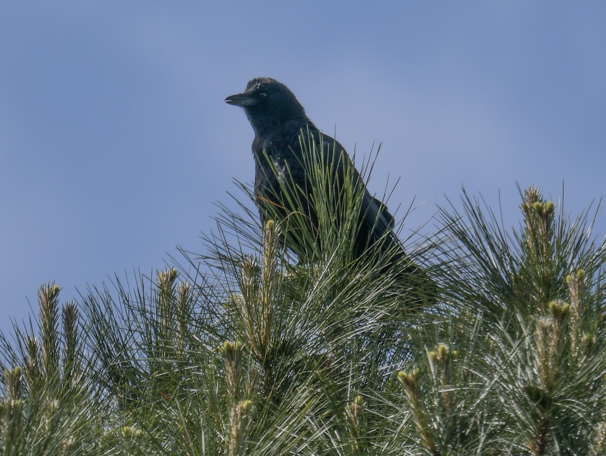 American Crow - Margaret Poethig