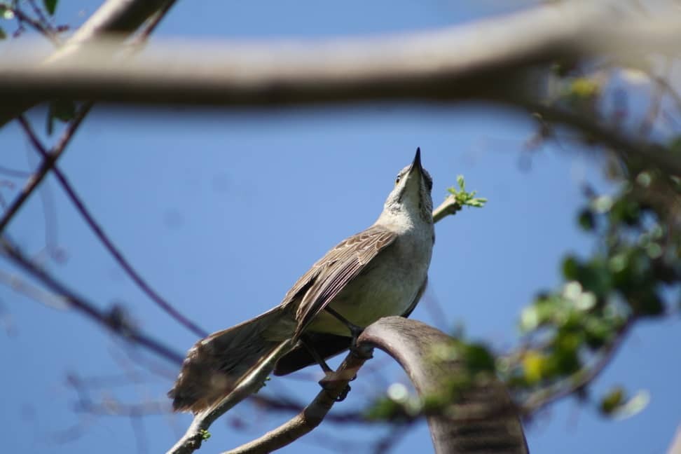 Bahama Mockingbird - Alejandro Espinosa