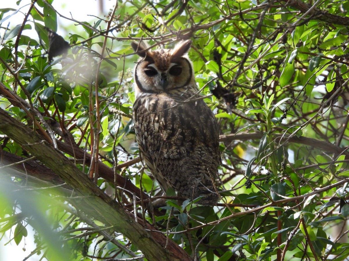 Striped Owl - Tatiana  González Moreno