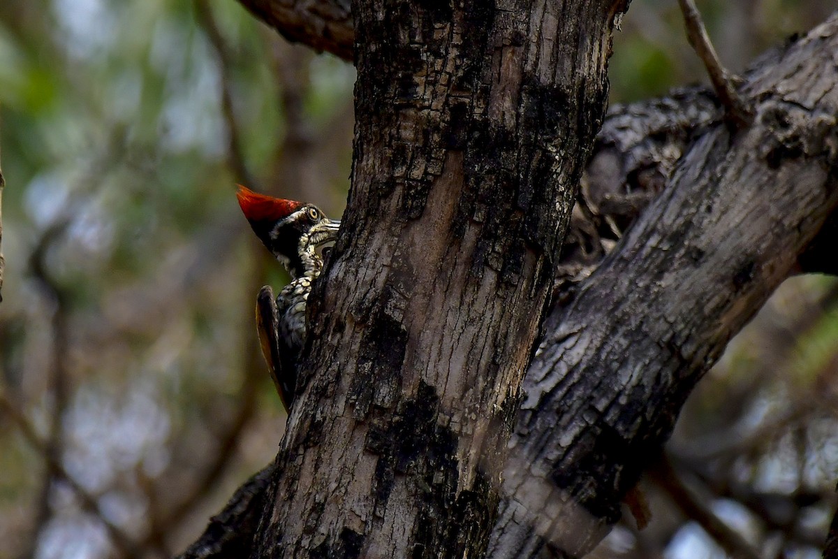 Malabar Flameback - ML618886454