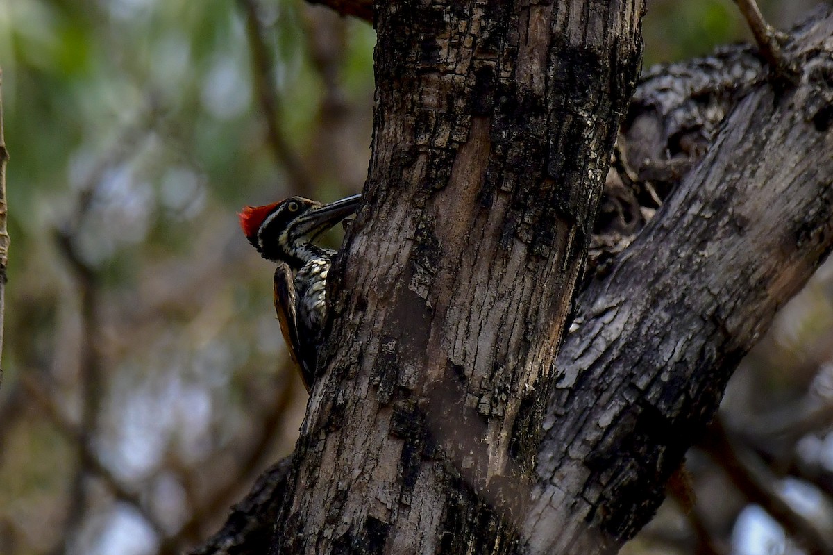 Malabar Flameback - ML618886457