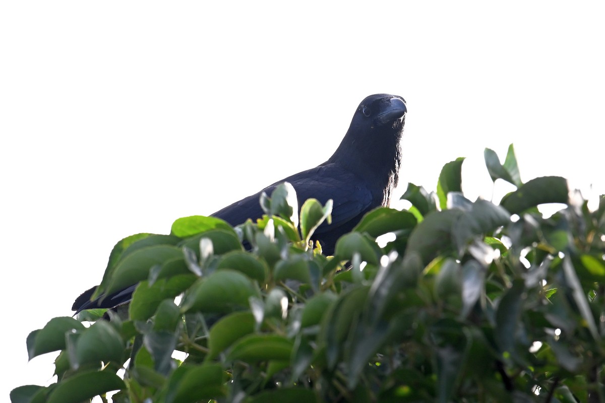 Large-billed Crow (Large-billed) - Qin Huang