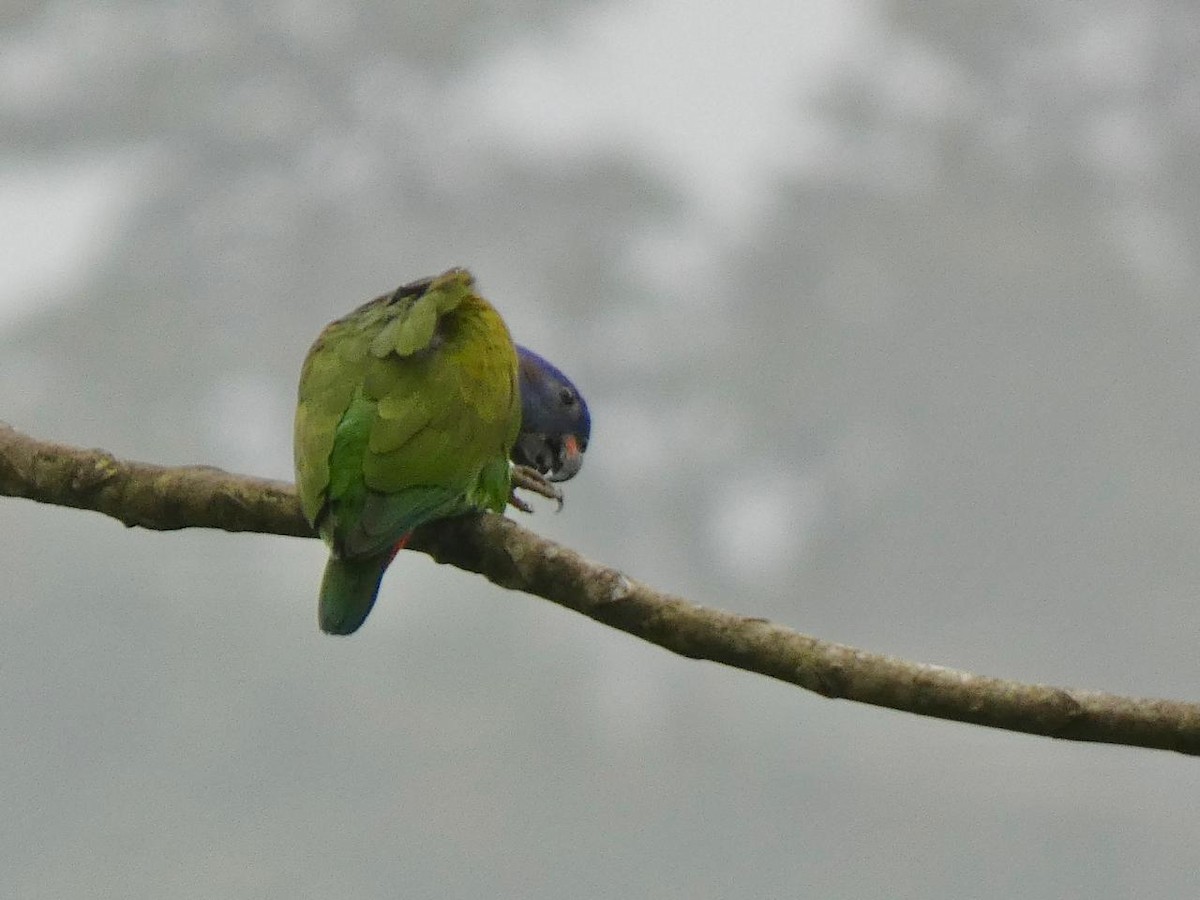 Blue-headed Parrot - Andros Huff Gimbel