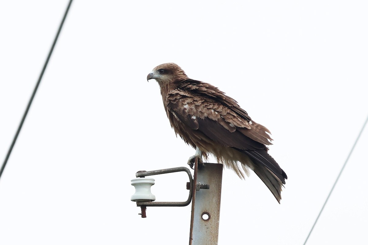 Black Kite (Black-eared) - ML618886490