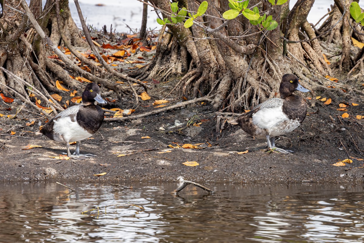 Lesser Scaup - Scott Coupland