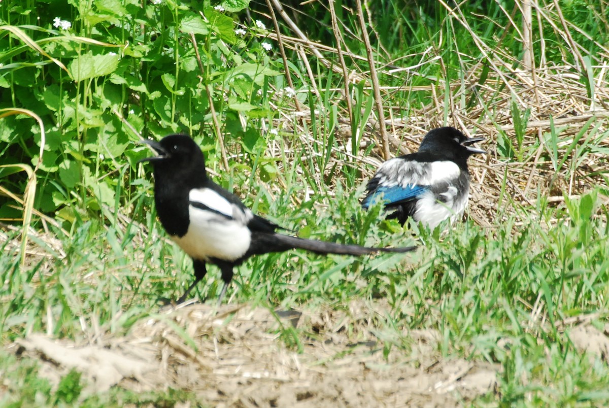 Black-billed Magpie - roy sorgenfrei