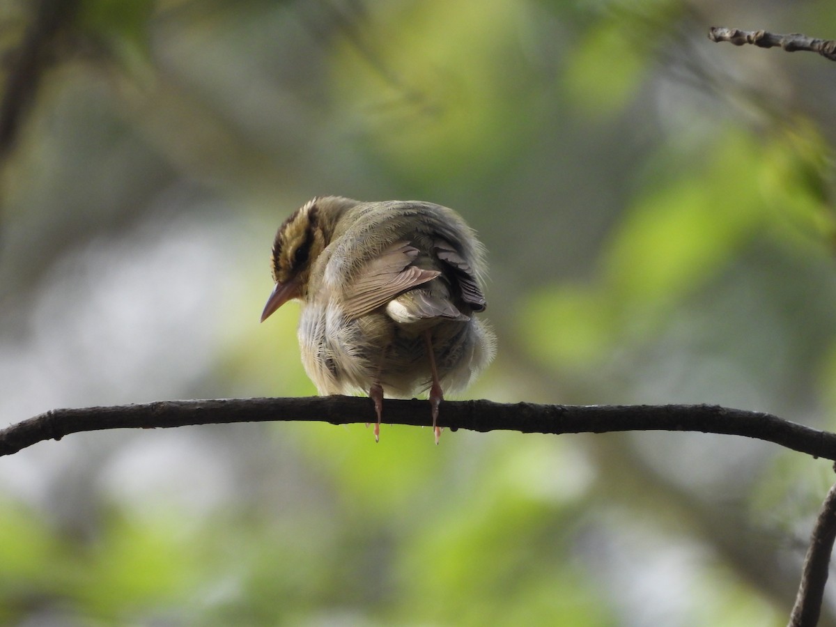 Worm-eating Warbler - ML618886533