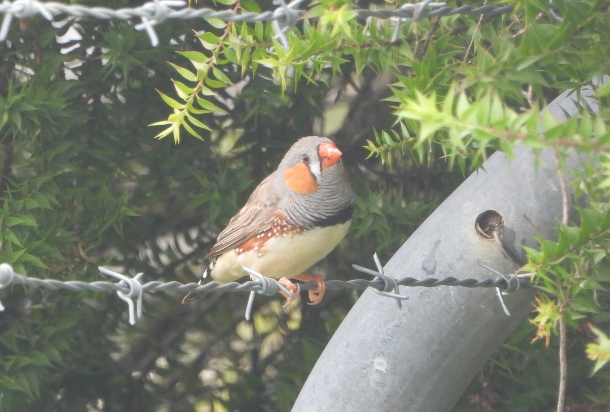 Zebra Finch (Australian) - ML618886542