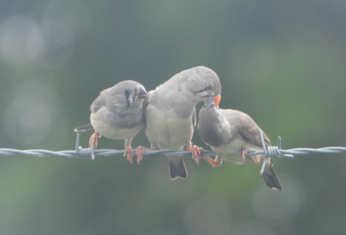 Zebra Finch (Australian) - ML618886547