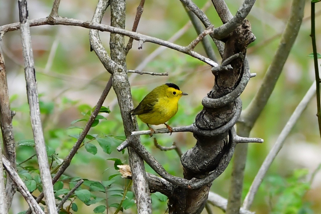 Wilson's Warbler - Ethan Whitaker