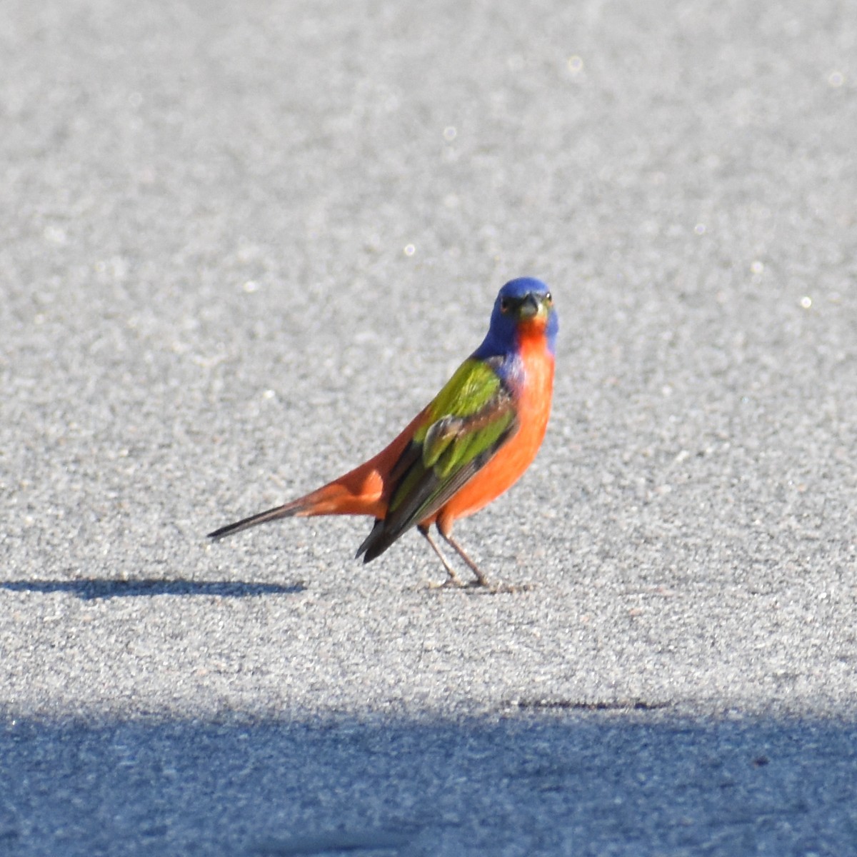 Painted Bunting - Jeremy Braun