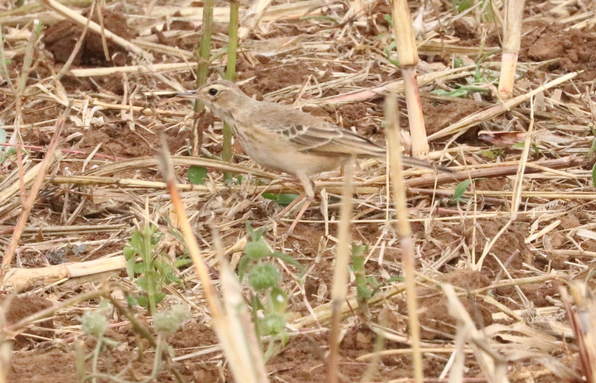 African Pipit - Nyreen Roberts