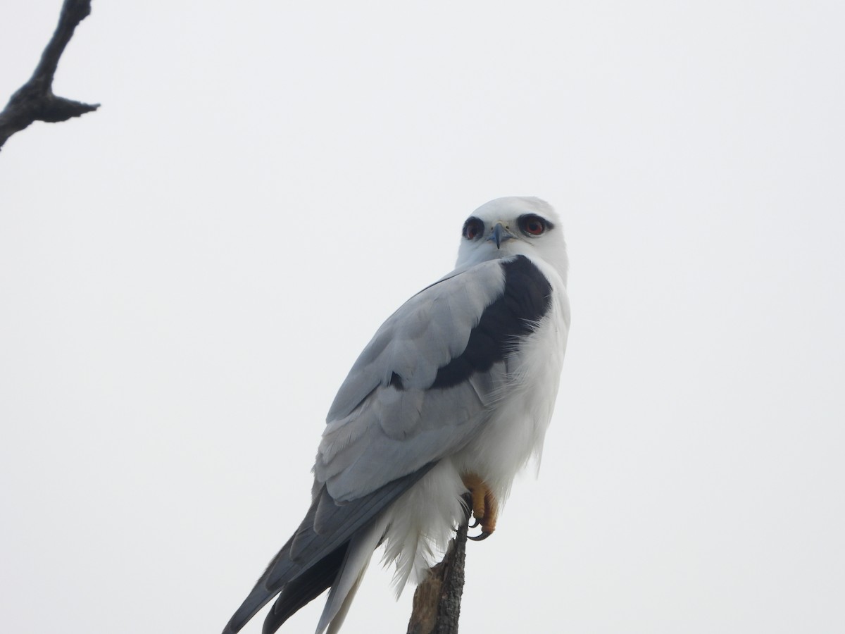 Black-shouldered Kite - ML618886586