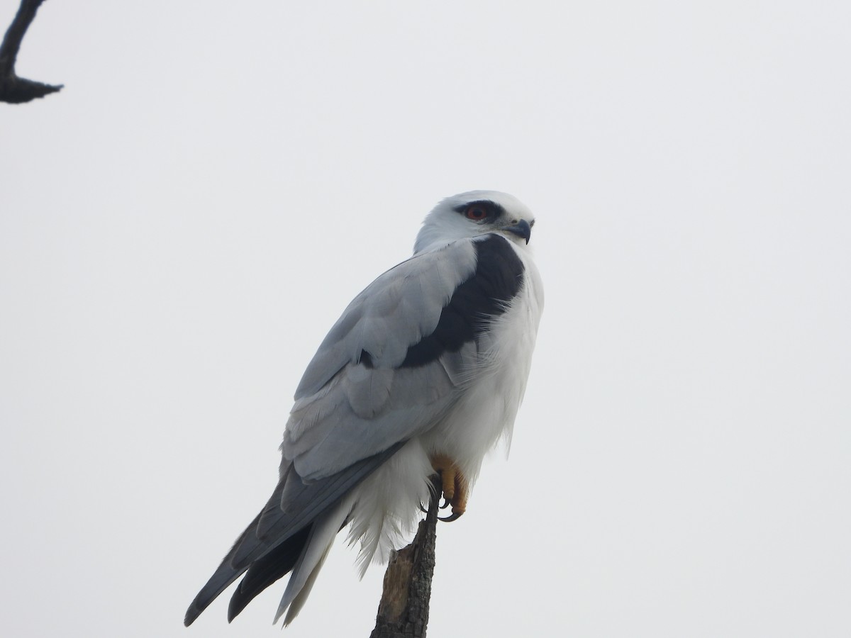 Black-shouldered Kite - ML618886587