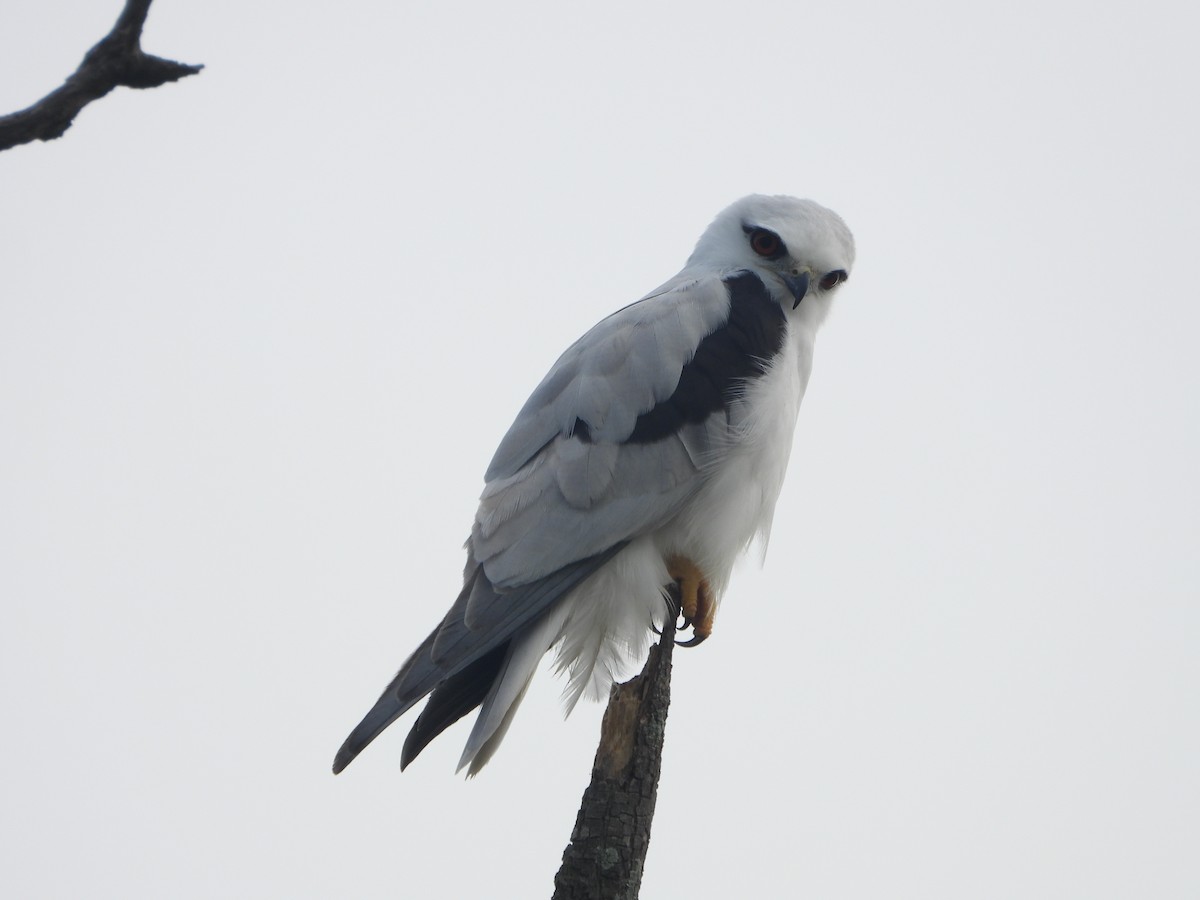 Black-shouldered Kite - Paul Marty