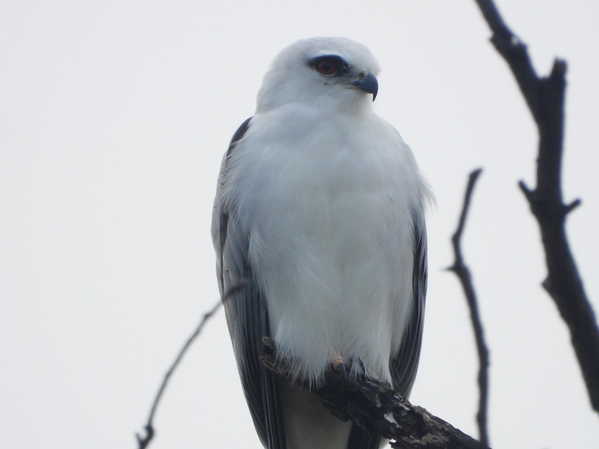 Black-shouldered Kite - ML618886589