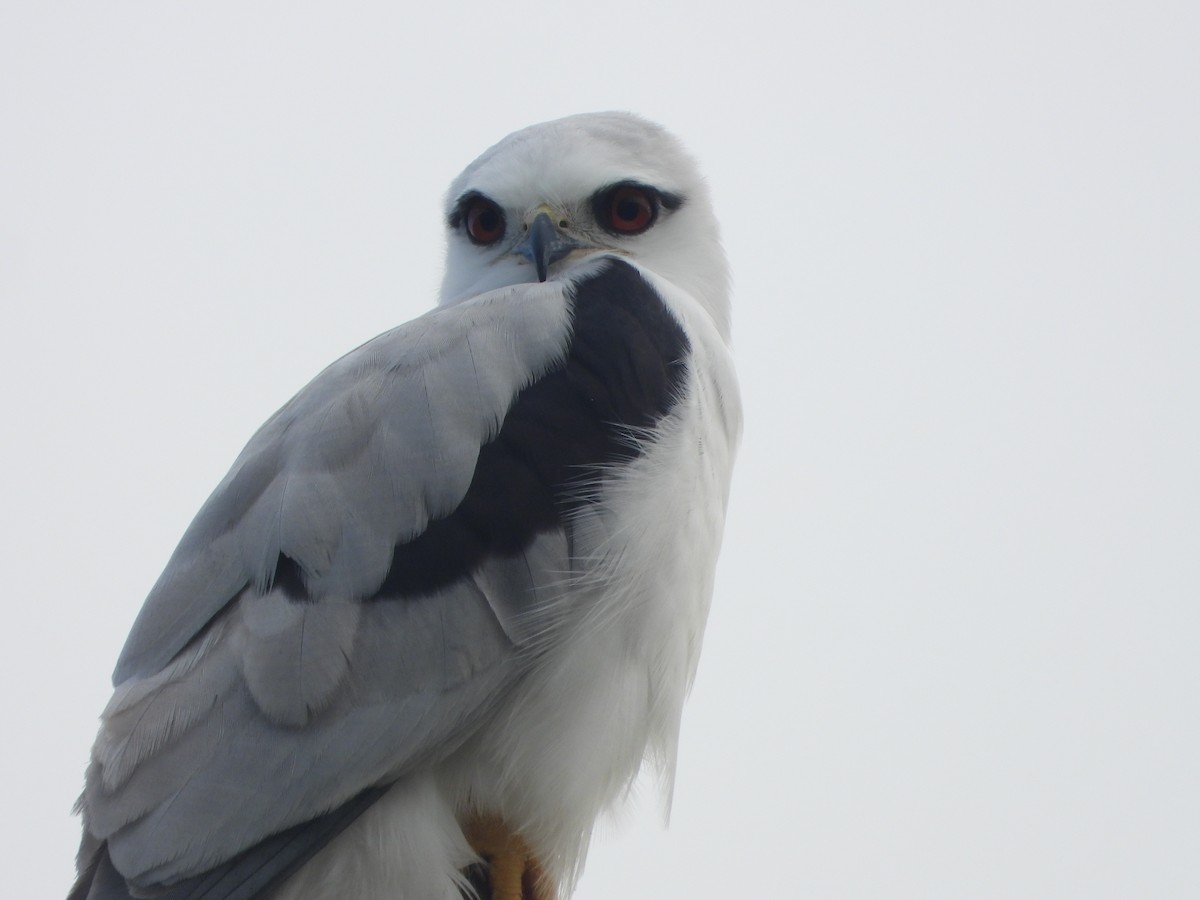 Black-shouldered Kite - ML618886590