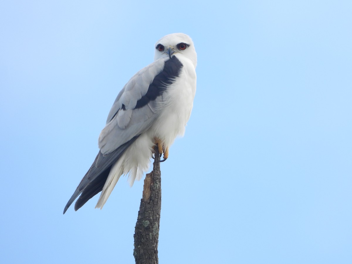 Black-shouldered Kite - ML618886591