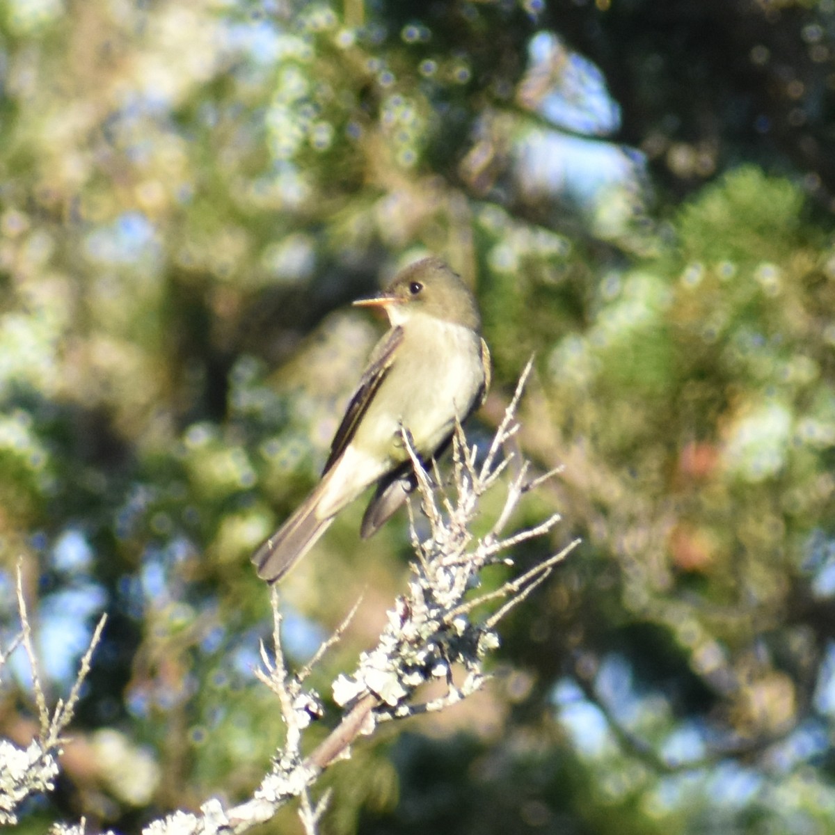 Eastern Wood-Pewee - ML618886592