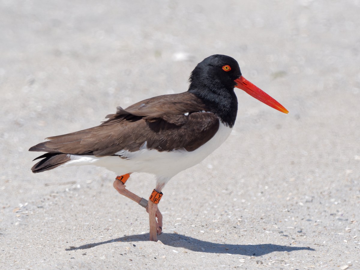 American Oystercatcher - Daniel Schlaepfer