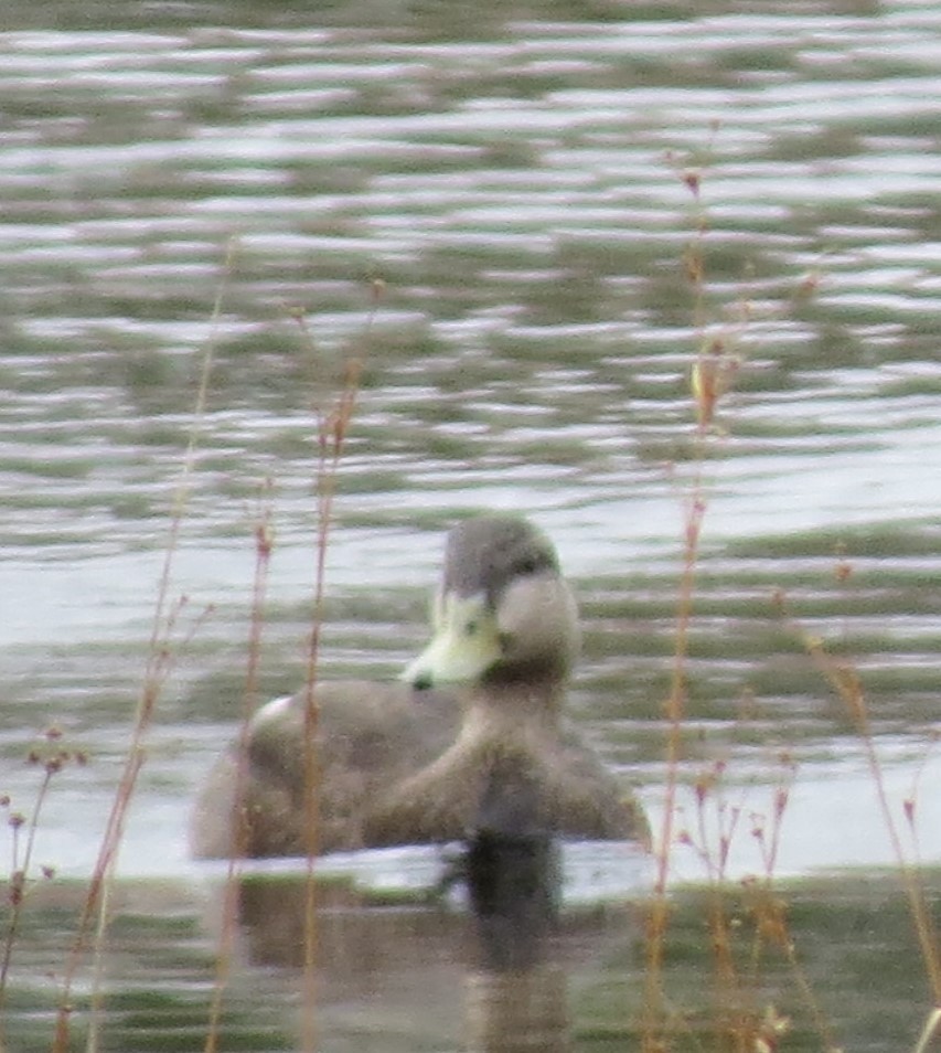 American Black Duck - Mel Kaulback