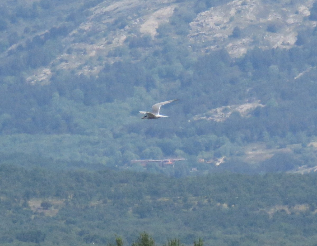 Common Tern - Jesús Ruiz Rodrigo