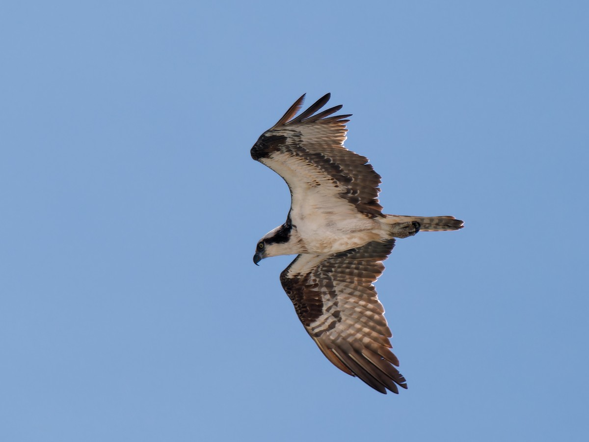 Osprey - Daniel Schlaepfer