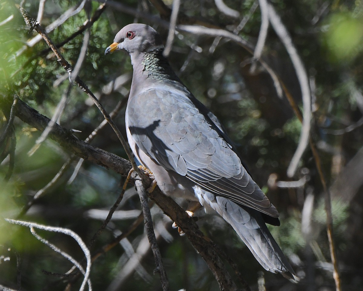 Band-tailed Pigeon - Ted Wolff