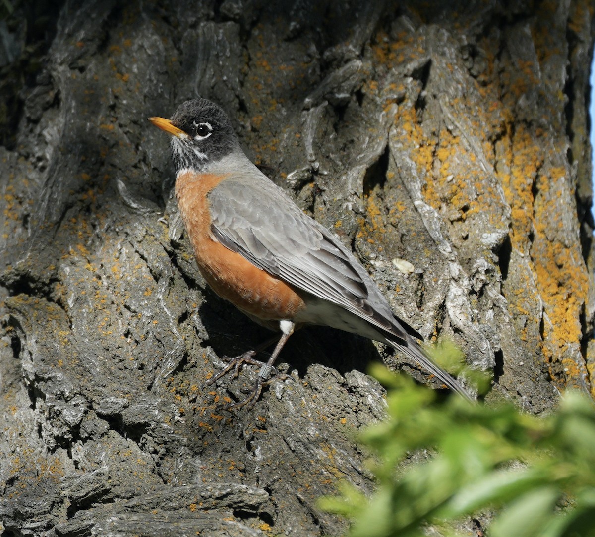 American Robin - Taylor Abbott