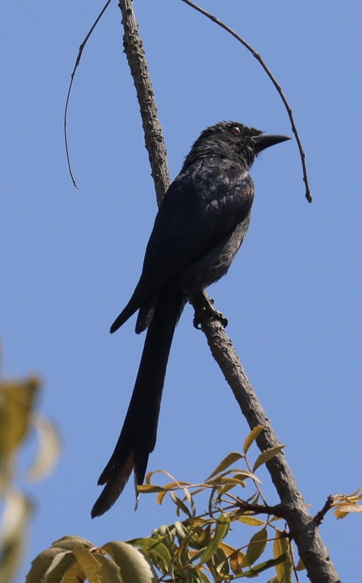 Ashy Drongo (Blackish) - Amir Modiri