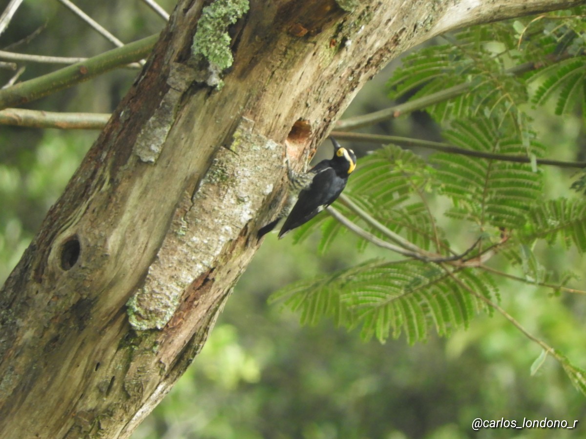 Yellow-tufted Woodpecker - ML618886616