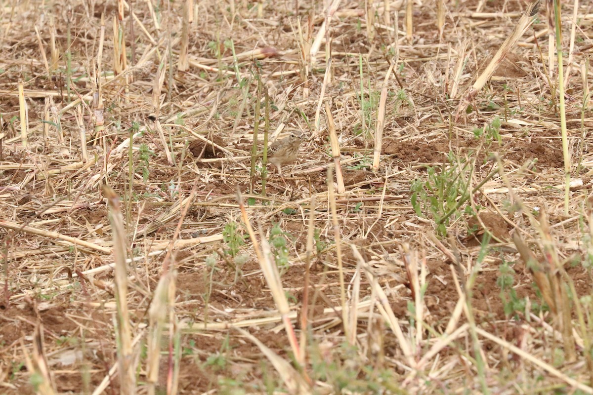 African Pipit - Nyreen Roberts