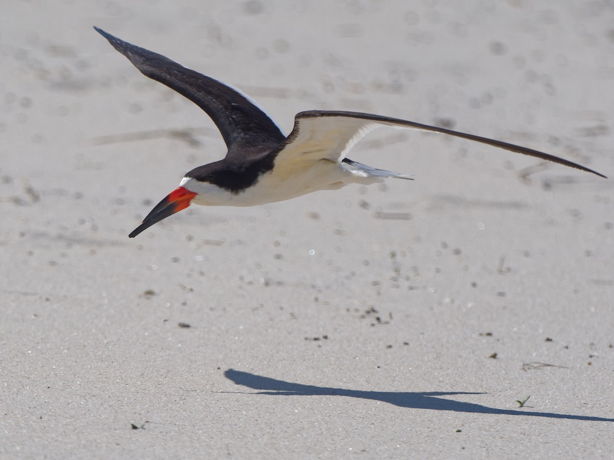 Black Skimmer - Daniel Schlaepfer