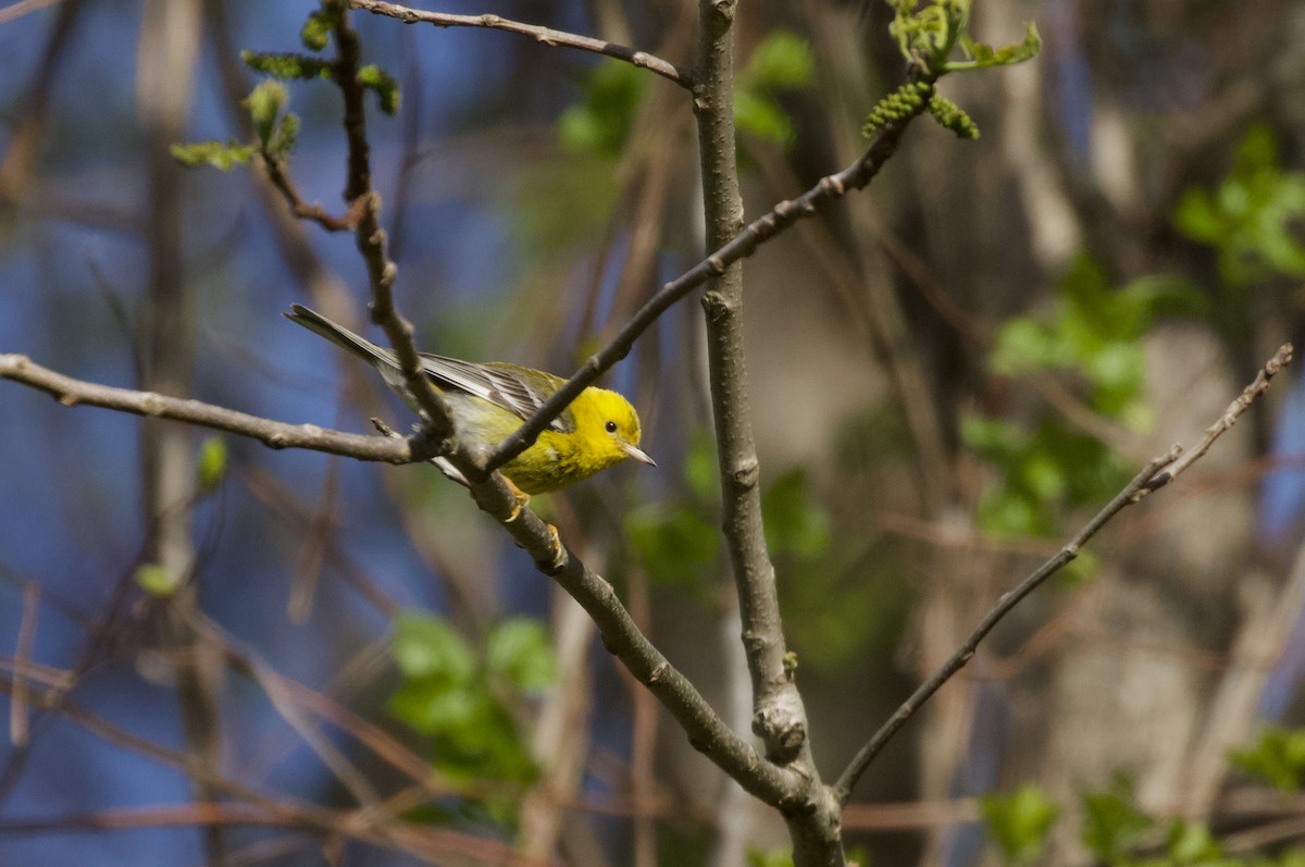 Pine Warbler - Will Sweet