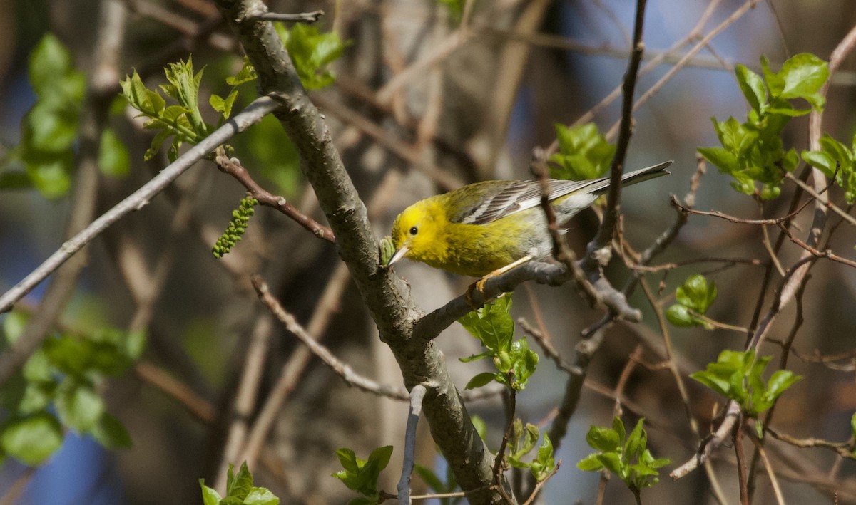 Pine Warbler - Will Sweet