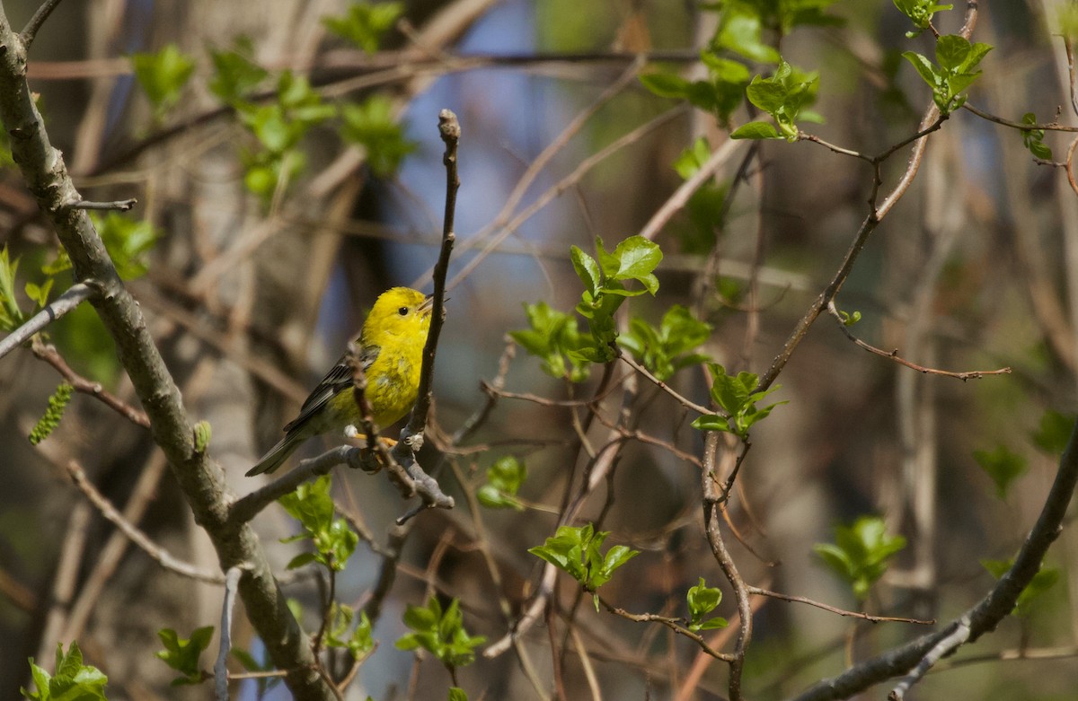 Pine Warbler - Will Sweet