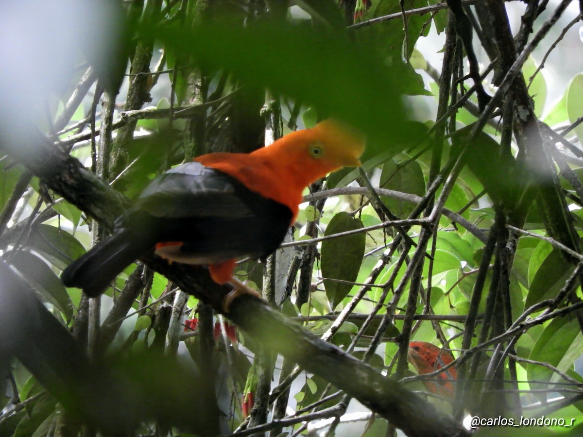 Andean Cock-of-the-rock - Carlos Londoño